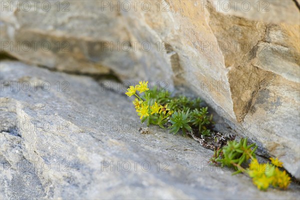 Yellow mountain saxifrage (Saxifraga aizoides) blooming in the mountains at Hochalpenstrasse, Pinzgau, Salzburg, Austria, Europe