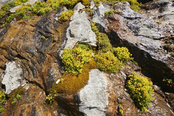 Yellow mountain saxifrage (Saxifraga aizoides) blooming in the mountains at Hochalpenstrasse, Pinzgau, Salzburg, Austria, Europe