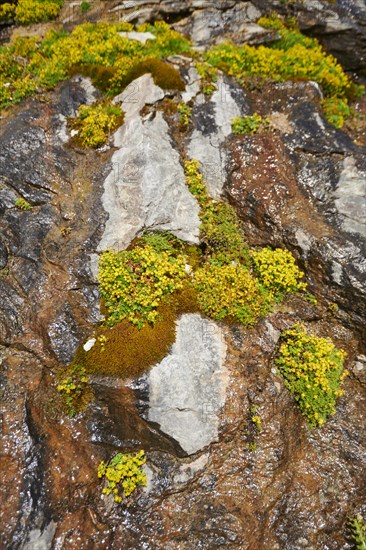 Yellow mountain saxifrage (Saxifraga aizoides) blooming in the mountains at Hochalpenstrasse, Pinzgau, Salzburg, Austria, Europe