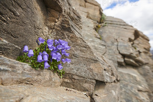 Earleaf bellflower (Campanula cochleariifolia) blooming in the mountains at Hochalpenstrasse, Pinzgau, Salzburg, Austria, Europe