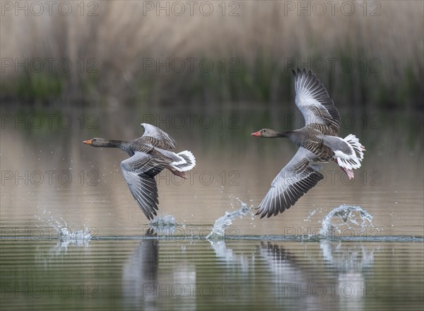 Greylag geese (Anser anser) Greylag geese flying over a pond, Thuringia, Germany, Europe