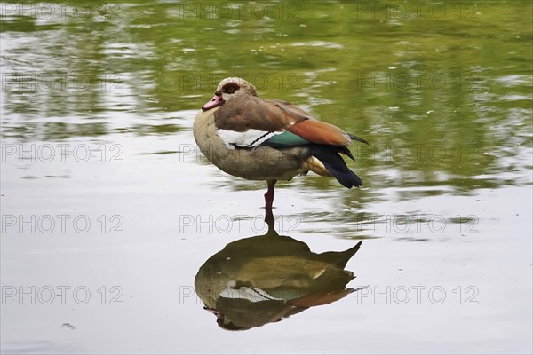 Egyptian goose with reflection in the lake, spring, Germany, Europe