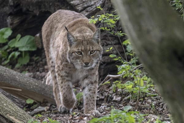 Eurasian lynx (Lynx lynx), captive), coordination enclosure Huetscheroda, Thuringia, Germany, Europe