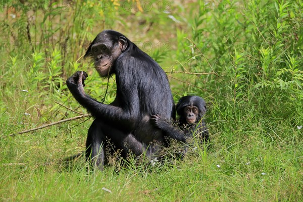 Bonobo, bonobo (Pan Paniscus), female, adult, young animal, feeding, Great ape, Primate, chimpanzee, captive