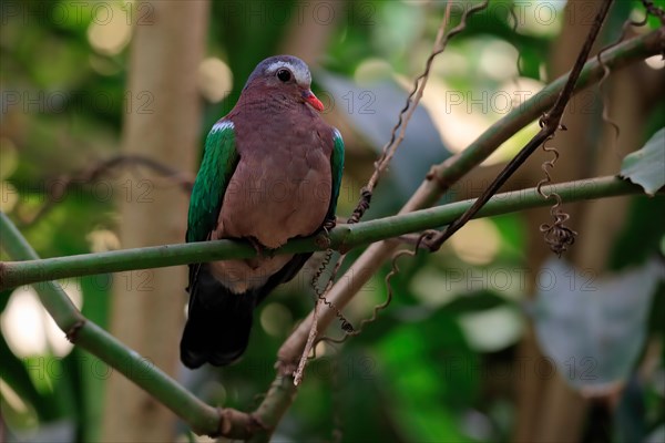 Common emerald dove (Chalcophaps indica), adult, perch, vigilant, captive, Southeast Asia