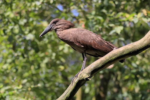 Hamerkop, Shadebird, (Scopus umbretta), adult, on tree, captive