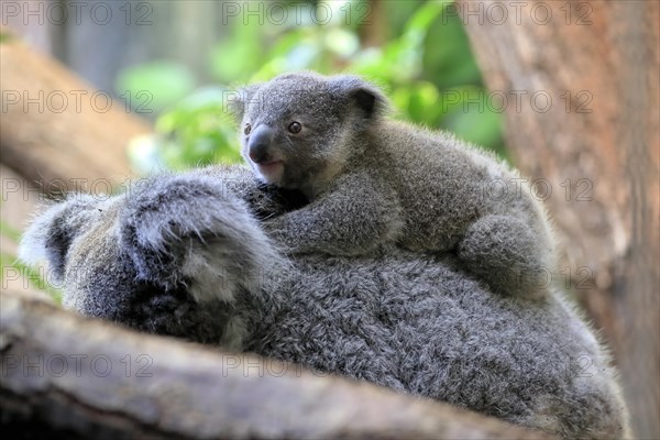 Koala (Phascolarctos cinereus), young animal, on mother's back, on tree, alert, captive, Australia, Oceania