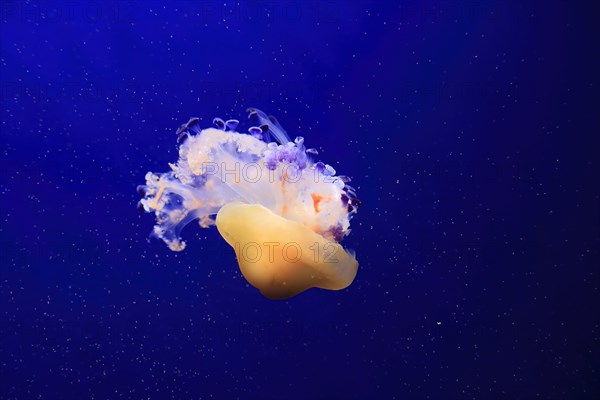 Fried egg jellyfish (Cotylorhiza tuberculata), in water, captive, Mediterranean Sea