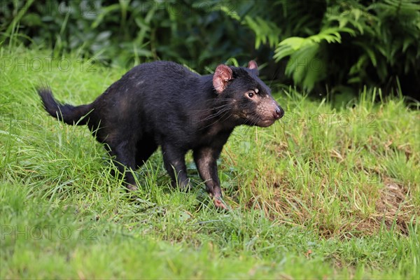 Tasmanian devil (Sarcophilus harrisii), adult, vigilant, running, captive, Tasmania, Australia, Oceania