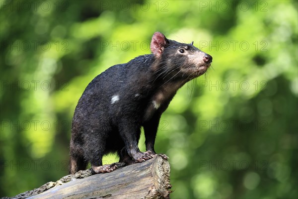 Tasmanian devil (Sarcophilus harrisii), adult, vigilant, on tree trunk, captive, Tasmania, Australia, Oceania