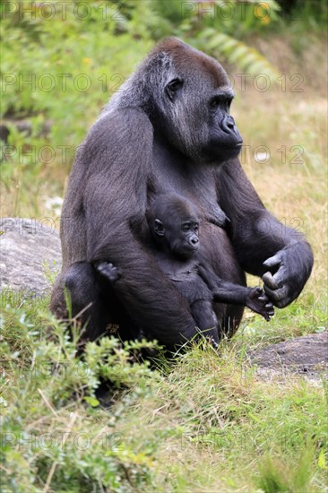 Western gorilla (Gorilla gorilla), adult, female, mother, young animal, baby, social behaviour, sitting, on ground, captive, western Africa
