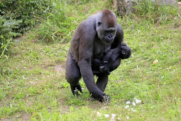 Western gorilla (Gorilla gorilla), adult, female, mother, young animal, baby, social behaviour, running, captive, western Africa