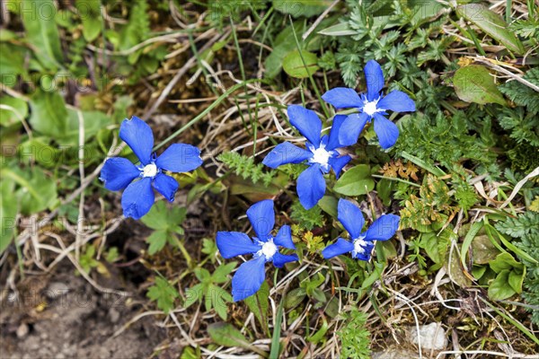 Spring Gentian Gentiana verna), Kleinwalsertal, Vorarlberg, Austria, Europe