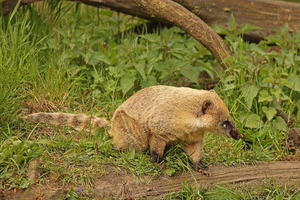 Coati (Nasua), Captive