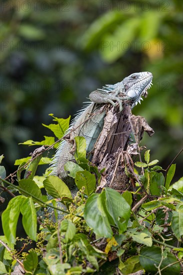 Green iguana (Iguana iguana) Pantanal Brazil