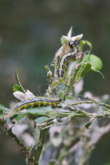 Box tree moth (Buxus sempervirens), spring, Germany, Europe