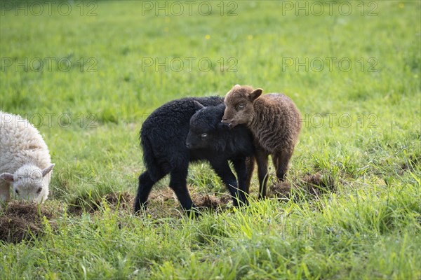 Three lambs in a meadow, one black, one brown and one white-brown. The brown lamb playfully bites the black lamb's ear. Ouessant sheep (Breton dwarf sheep) and Ouessant sheep mix