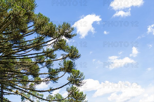 Beautiful Araucaria tree, typical tree of the mountain region of Rio Grande do Sul, Brazil, South America