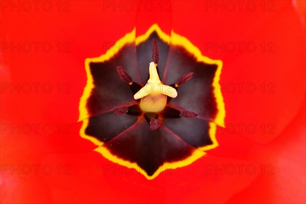 Pistil and stamens in a tulip calyx (Tulipa), tulip flower, red, black and yellow markings, Wilnsdorf, North Rhine-Westphalia, Germany, Europe