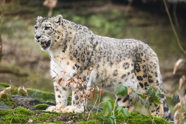 Snow leopard (Panthera uncia) sneaking through the forest, captive, habitat in Asia