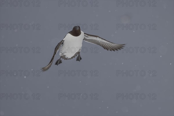 Common guillemot (Uria aalgae), flight, in the snow, Hornoya, Hornoya, Varangerfjord, Finmark, Northern Norway