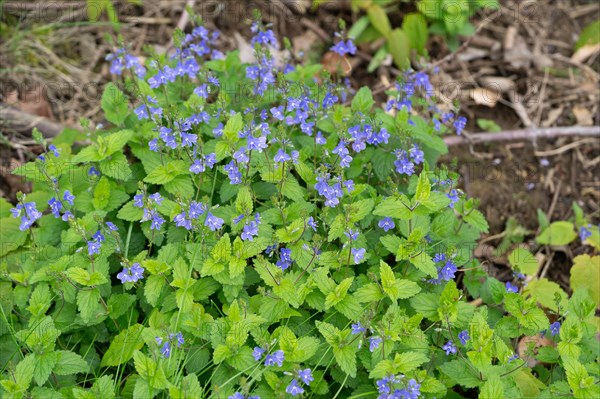 Germander speedwell (Veronica chamaedrys), carpet of flowers on the forest floor, Velbert, North Rhine-Westphalia, Germany, Europe