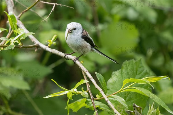 A Long-tailed tit (Aegithalos caudatus) with a captured caterpillar in its beak on a green twig, Hesse, Germany, Europe
