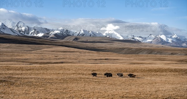 Glaciated and snow-covered mountains, yaks in autumnal mountain landscape with yellow grass, Tian Shan, Sky Mountains, Sary Jaz Valley, Kyrgyzstan, Asia