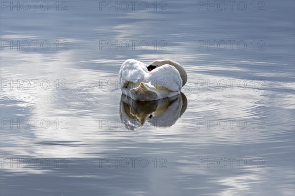Mute swan (Cygnus olor) sleeping, water, Geltinger Birch, Goldhoeft, Nieby, Schlei, Schleswig-Holstein, Germany, Europe