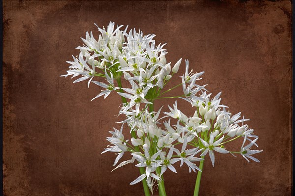 Wild garlic flowers (Allium ursinum) on a coloured background, Bavaria, Germany, Europe