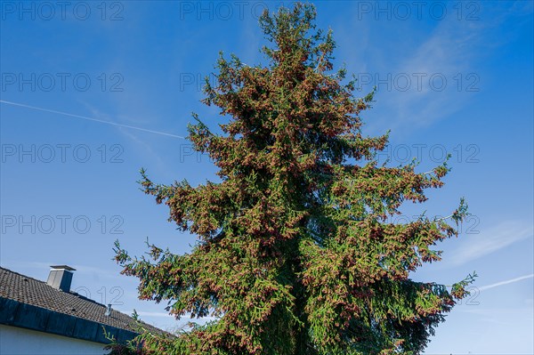 Flowering Caucasian spruce (Picea orientalis), Bavaria, Germany, Europe