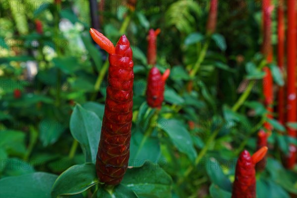 Image of Costus woodsonii, Red Button Ginger. Thailand