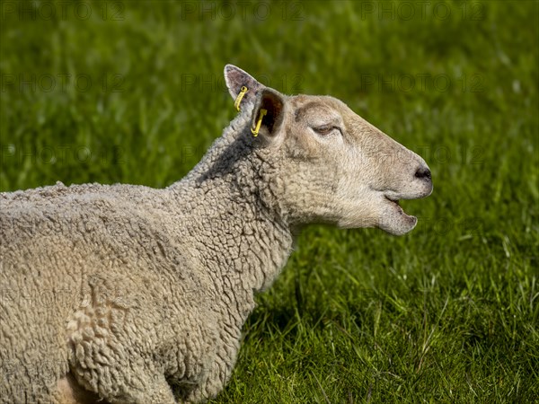 A sheep on the dyke at the natural beach Hilgenriedersiel on the North Sea coast, Hilgenriedersiel, East Frisia, Lower Saxony, Germany, Europe