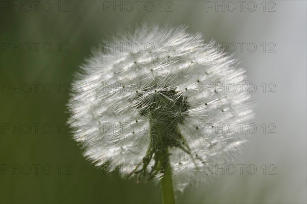 Blowball, Germany, Europe