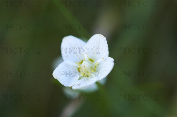 Marsh grass of Parnassus (Parnassia palustris) blooming in the mountains at Hochalpenstrasse, Pinzgau, Salzburg, Austria, Europe