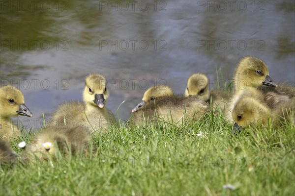 Greylag goose chicks, spring, Germany, Europe