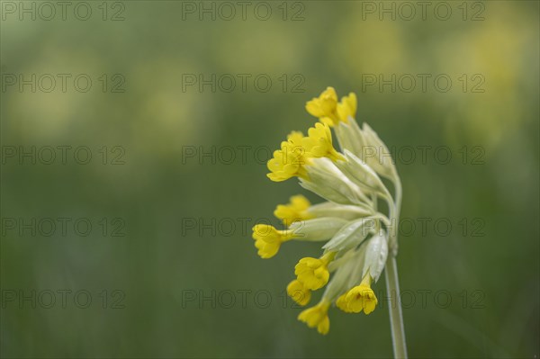 Common cowslip (Primula veris), Thuringia, Germany, Europe