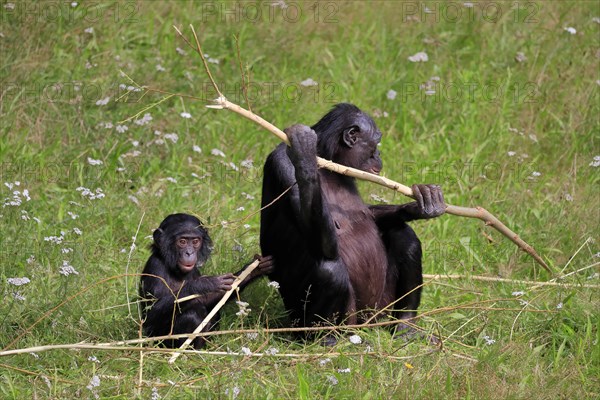 Bonobo, bonobo (Pan Paniscus), female, adult, young animal, feeding, Great ape, Primate, chimpanzee, captive