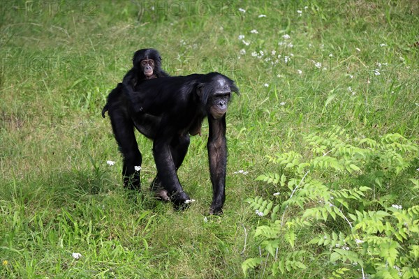 Bonobo, bonobo (Pan Paniscus), female, adult, young animal, foraging, Great ape, Primate, chimpanzee, captive