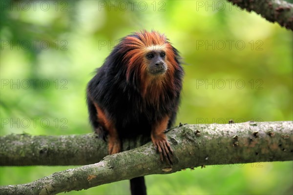 Golden-headed lion tamarin (Leontopithecus chrysomelas), adult, on tree, alert, captive, South America