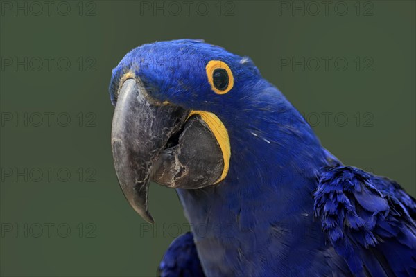 Hyacinth Macaw, (Anodorhynchus hyacinthinus), adult, portrait, captive, South America