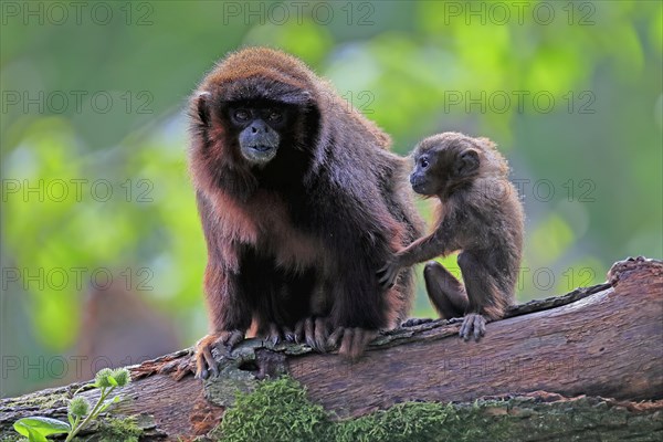 Coppery titi (Plecturocebus cupreus), adult, female, young animal, mother with baby, on tree, alert, captive, South America