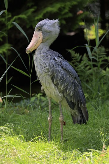 Shoebill (Balaeniceps rex), adult, foraging, captive