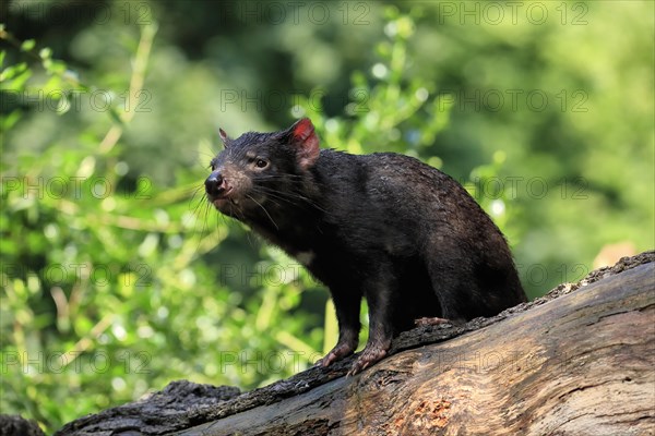 Tasmanian devil (Sarcophilus harrisii), adult, vigilant, on tree trunk, captive, Tasmania, Australia, Oceania
