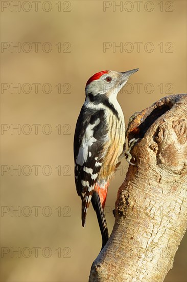 Middle spotted woodpecker (Dendrocopos medius) sitting on a tree trunk, Animals, Birds, Picids, Wilnsdorf, North Rhine-Westphalia, Germany, Europe