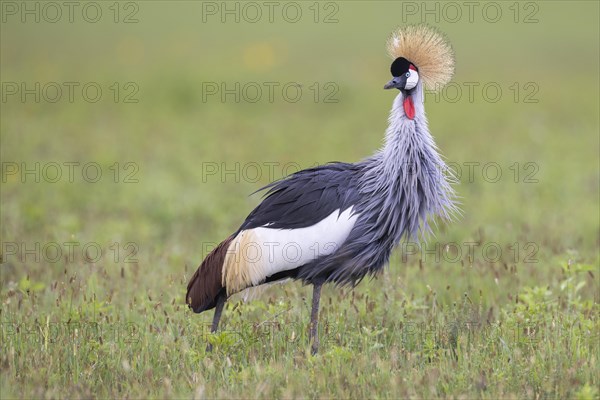 Crowned crane (Balearica regulorum), Ngorongoro Crater, Tanzania, Africa