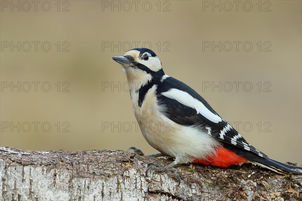 Great spotted woodpecker (Dendrocopos major) male sitting on the trunk of a fallen birch tree, Animals, Birds, Woodpeckers, Wilnsdorf, North Rhine-Westphalia, Germany, Europe
