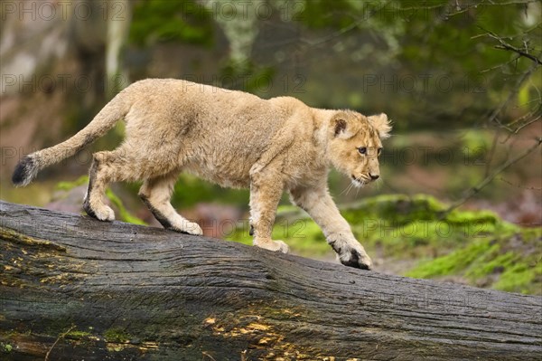 Asiatic lion (Panthera leo persica) cub climbing on a tree trunk, captive, habitat in India