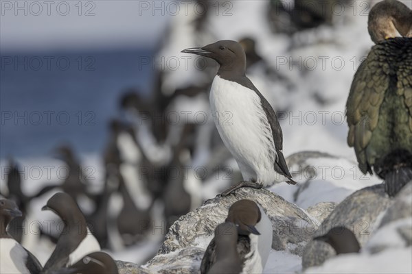 Common guillemot (Uria aalgae), in the snow, Hornoya, Hornoya, Varangerfjord, Finmark, Northern Norway