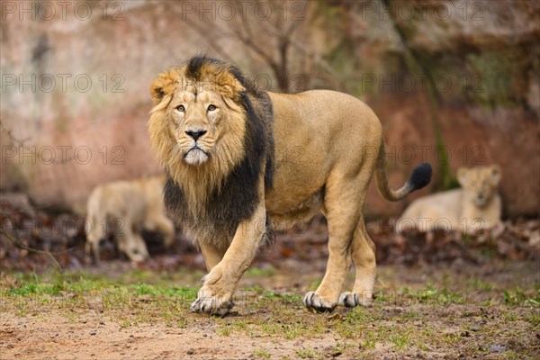 Asiatic lion (Panthera leo persica) male struting through the desert, captive, habitat in India
